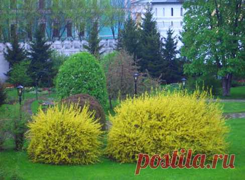 Форзиция: