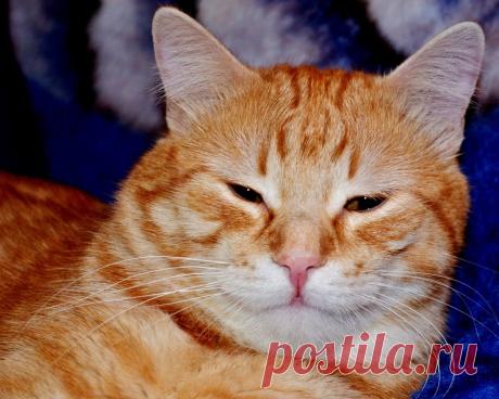 «ПожароКот #весна #конкурс #кот #настроение» — карточка пользователя Лозовской районный Д. в Яндекс.Коллекциях