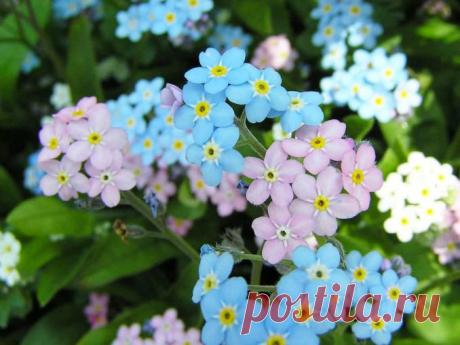 Картинки и фото незабудок, букеты с незабудками