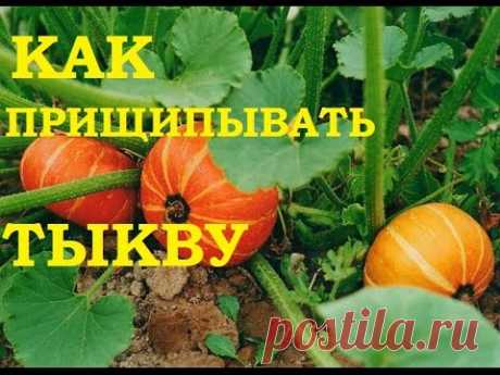 Как прищипывать тыкву. Необходимое мероприятие! — 6 соток