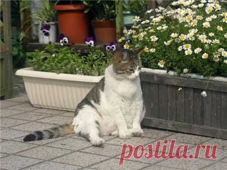 Уличные котяры