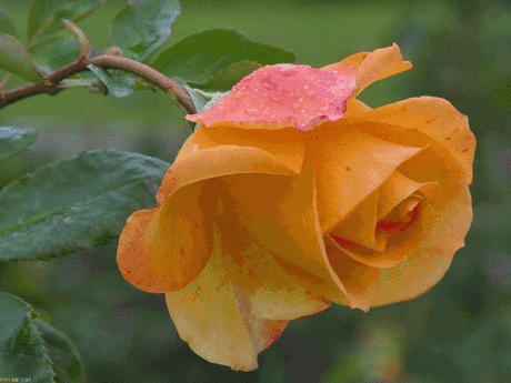 0_9d6c_fa463d46_XL.gif (800×600)