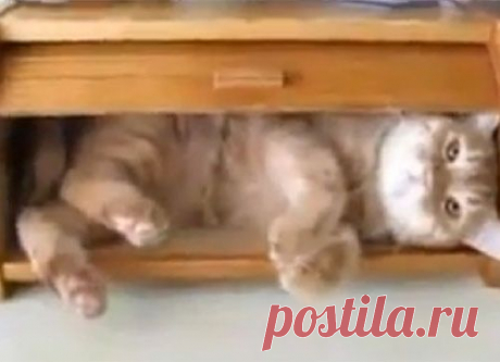 Хлебница – не для хлеба. Хлебница – для котов!
