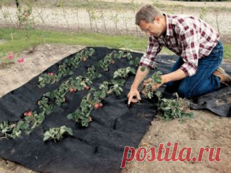 Чем прикрыть почву, чтобы не росли сорняки?