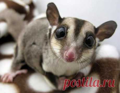 Самое интересное в мире: Сахарный поссум - natali5357@mail.ru - Почта Mail.Ru