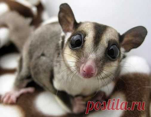 Самое интересное в мире: Сахарный поссум - natali5357@mail.ru - Почта Mail.Ru