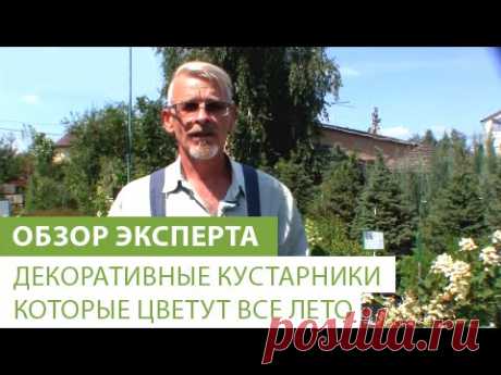 Декоративные кустарники которые цветут все лето