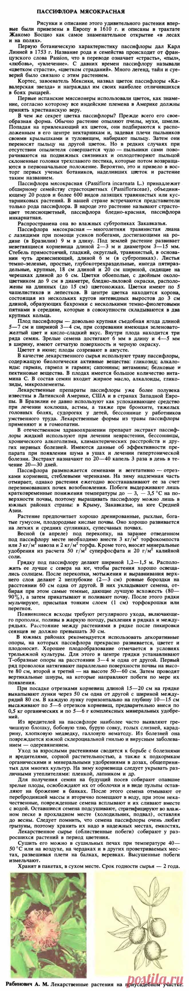 Пассифлора мясокрасная