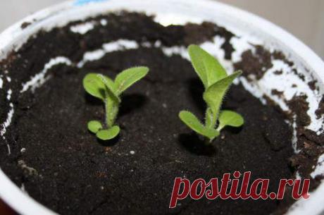 ПЕТУНИЯ.СЕКРЕТЫ КРЕПКОЙ РАССАДЫ