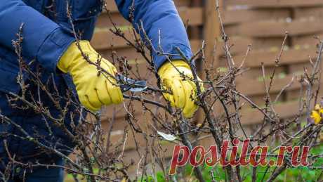 Обрезка жимолости осенью: сроки, правила и инструкция | ИДЕИ ВАШЕГО ДОМА | Дзен