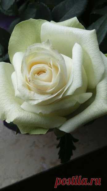 Alexander 62de ru – Google+