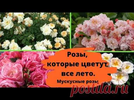 Розы, которые цветут все лето и хорошо зимуют. Мускусные розы