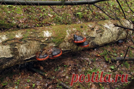 Трутовик - борец с ожирением | Это грибы! | Яндекс Дзен