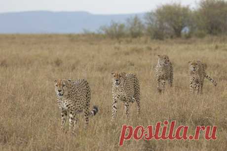 Four of the band of five cheetahs _16A2608 - Masai Mara, Kenya