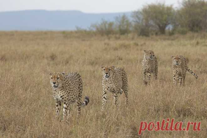 Four of the band of five cheetahs _16A2608 - Masai Mara, Kenya