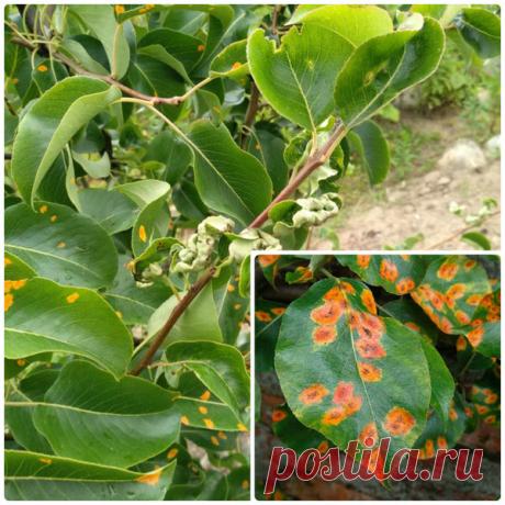 Ржавчина на груше | Садовое обозрение | Яндекс Дзен