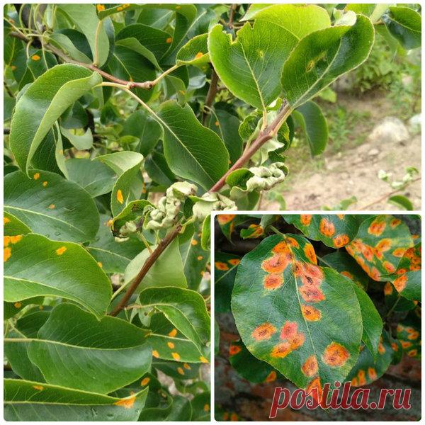 Ржавчина на груше | Садовое обозрение | Яндекс Дзен