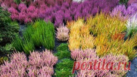 Все, что вы хотели знать о вереске – посадка, уход, размножение, популярные сорта | Прочие многолетники (Огород.ru)
