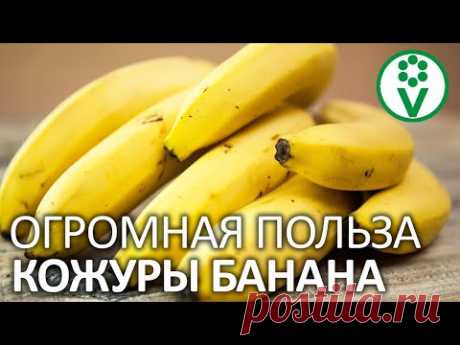 БАНАНОВАЯ КОЖУРА ПОЛЕЗНЕЕ САМОГО БАНАНА! 4 способа применить банановые шкурки в огороде