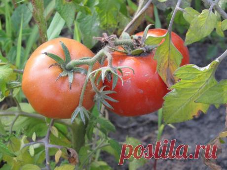 Какие удобрения самые правильные (легко, доступно, бесплатно) | Дом+ | Яндекс Дзен