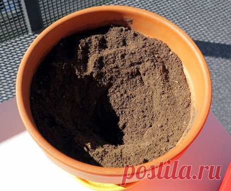 Пошаговая инструкция по выгонке гиацинтов в домашних условиях