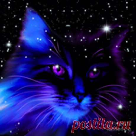 Звездный кот