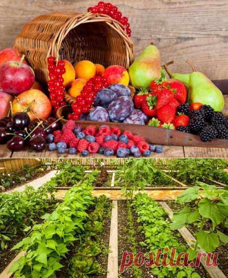 Что и в каком количестве выращивать на даче в экономический кризис | Полезно (Огород.ru)