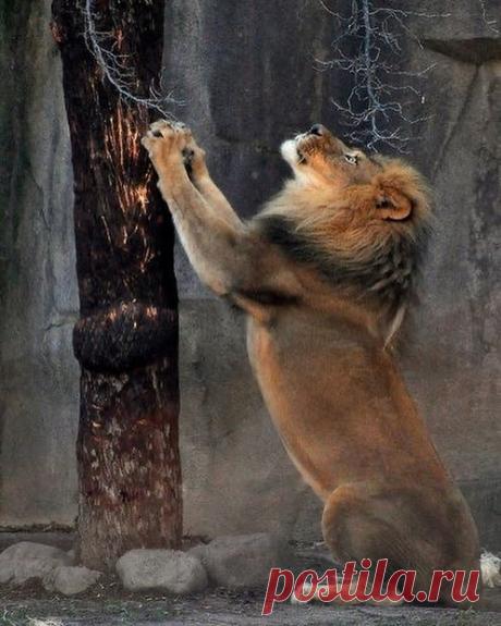 Смешная дикая природа