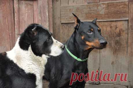 Моя азиатка Риша и наш гость доберман Курт