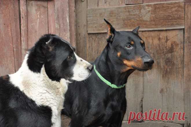 Моя азиатка Риша и наш гость доберман Курт