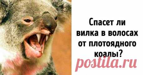 15 фактов об Австралии, которые будут интересны даже тем, кто думал, что знает об этой стране все . Чёрт побери