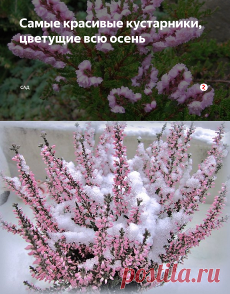 Самые красивые кустарники, цветущие всю осень | САД | Яндекс Дзен