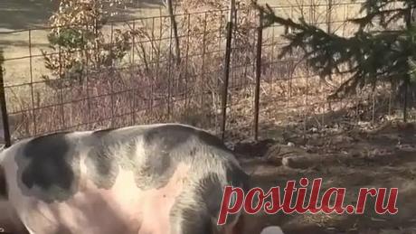 У КАЖДОГО СВОИ ИГРЫ