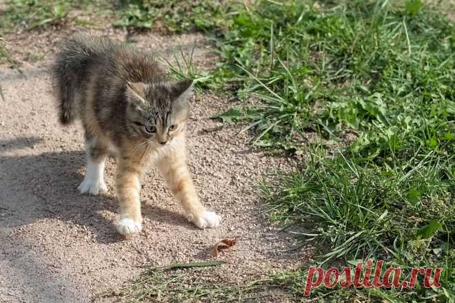 САНЯ. :: *** :: Домашние животные :: Галерея :: Клуб Foto.ru