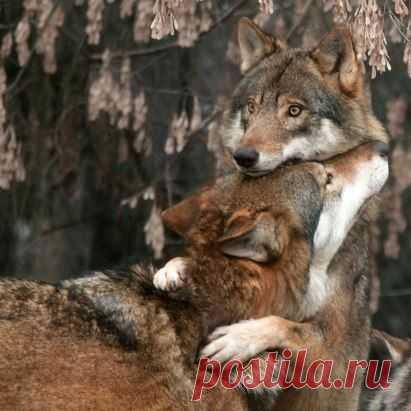 (64) Одноклассники