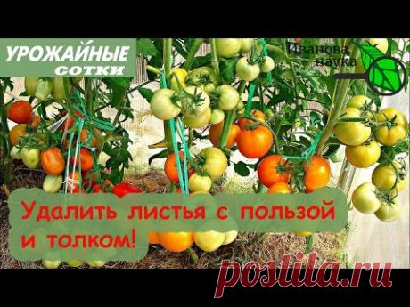 Не удаляйте листья, пока не сделаете ЭТО! Томаты будут вкуснее, ароматнее и раньше!