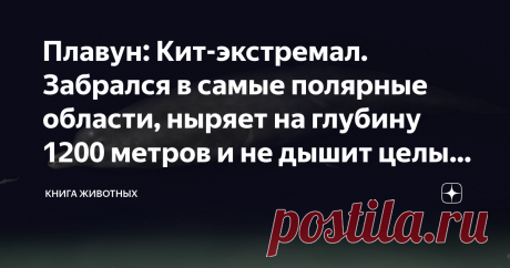 Плавун: Кит-экстремал. Забрался в самые полярные области, ныряет на глубину 1200 метров и не дышит целый час! Если бы меня попросили назвать самого милого китообразного планеты, я бы не задумываясь отдала сие почётное звание плавуну. Этот мирный гигант, похожий на сардельку, в отличие от остальной родни не промышляет маниакальной жестокостью. Он покоряет глубоководья полярных вод. А сейчас ещё и покорит ваши сердечки.  Наш герой относится к зубатым китам — косатки, дельфин...
