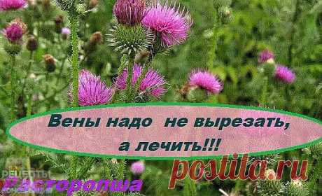 Вены надо  не вырезать,а лечить.(советы доктора Капралова)
Василий КАПРАЛОВ: Очевидно, что самая актуальная тема — варикоз.  него
С него  все начинается, а начавшись, уже не остановится до тех пор, пока
вам не скажут: «Пора на операцию». Варикозное расширение вен нижних
конечностей беспокоит людей уже тысячелетия, и до сих пор врачи не
 нашли метод лечения этого недуга.
 Почему? А потому, что все существующие методы носят
косметико-хирургический характер — чем-нибудь помаз...