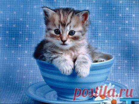 wallpapers_cats_160.jpg (1024×768)