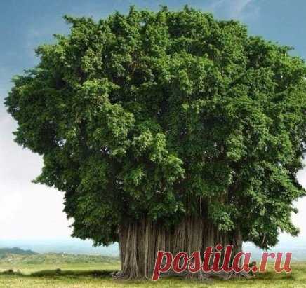 Самые причудливые деревья мира