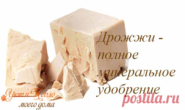 Простой секрет роскошного комнатного цветника