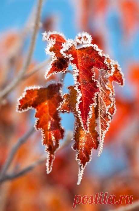 Autumn,  flickr от Anatoly Kraynikov  |  Pinterest: инструмент для поиска и хранения интересных идей