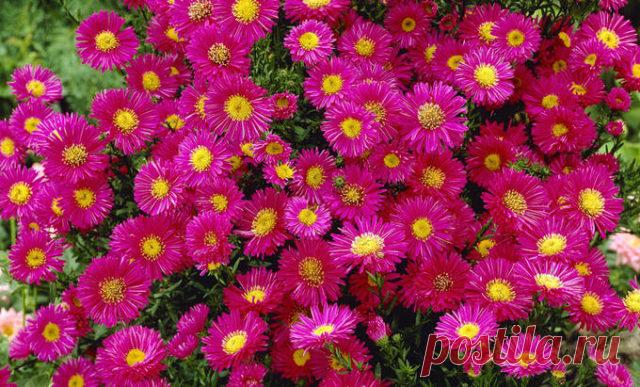 Астра альпийская многолетняя – неприхотливая садовая красавица, цветущая все лето — Садоводка