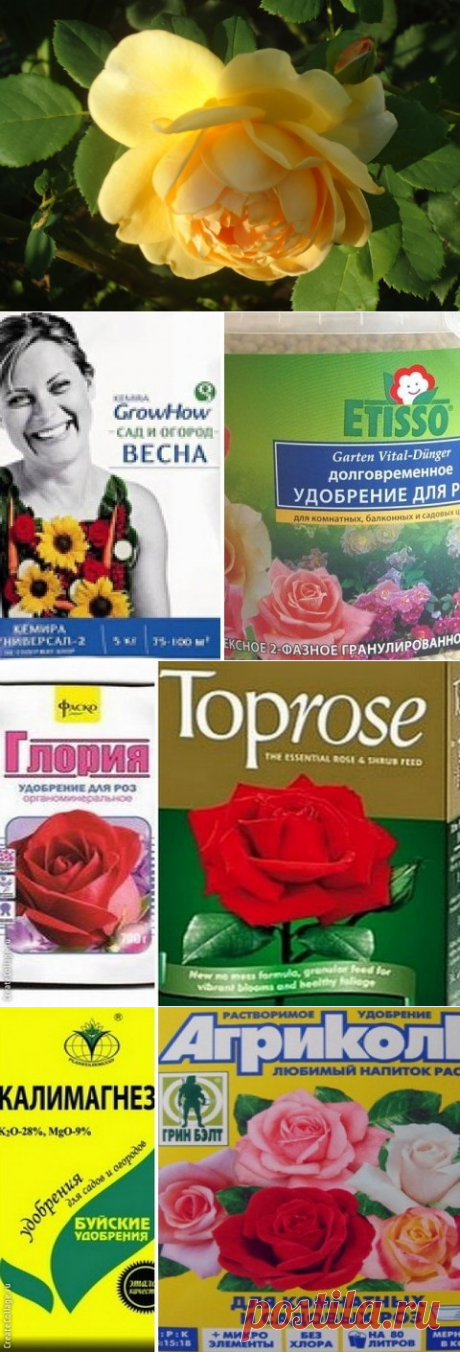 Подкормка роз. На что обратить внимание? | ДомСадовника