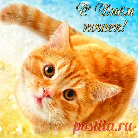 С Днем кошек!
Мурлыкают песни
На сон нам грядущий,
С кошками жизнь
Добрее и лучше.
