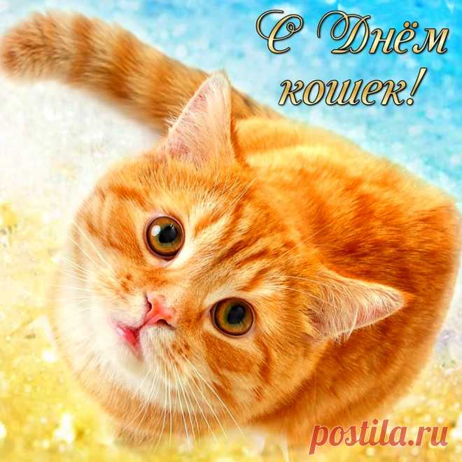 С Днем кошек!
Мурлыкают песни
На сон нам грядущий,
С кошками жизнь
Добрее и лучше.