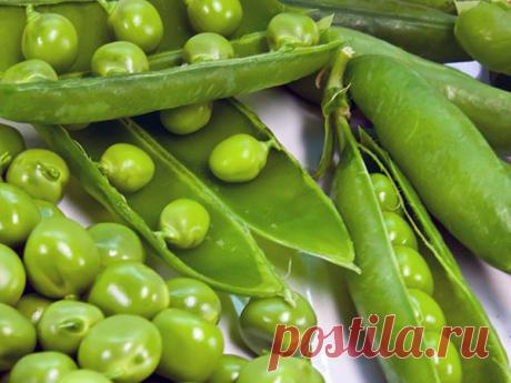 Вы сможете собрать хороший урожай гороха, если будете знать когда сажать его в открытый грунт