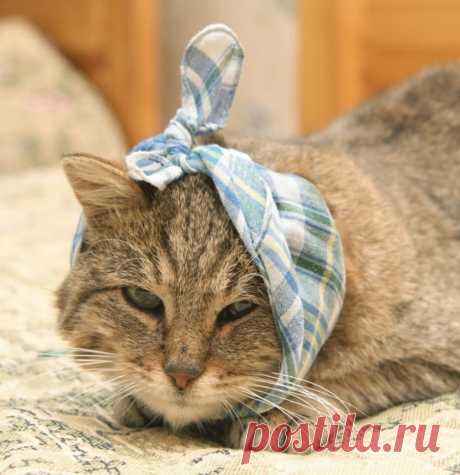 ПУШИСТЫЕ СИМУЛЯНТЫ)))