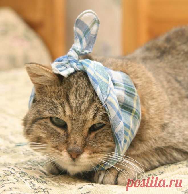 ПУШИСТЫЕ СИМУЛЯНТЫ)))