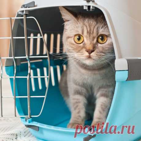 Можно ли перевезти домашнего питомца поездом? Как это сделать? И сколько это будет стоить? | Записки на коленке | Яндекс Дзен
